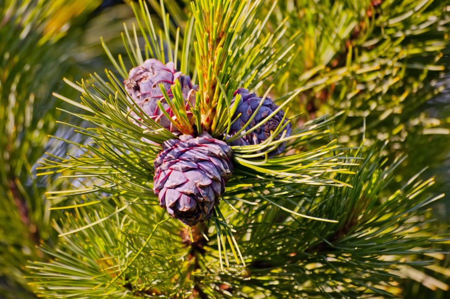 Сосна Сибирская Кедровая Pinus Cembra