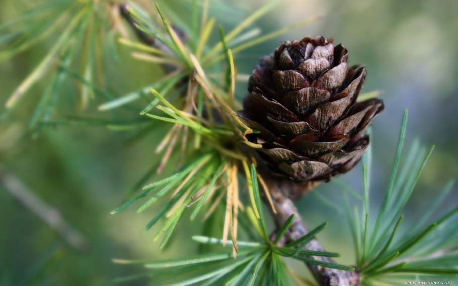 Pinus koraiensis шишки