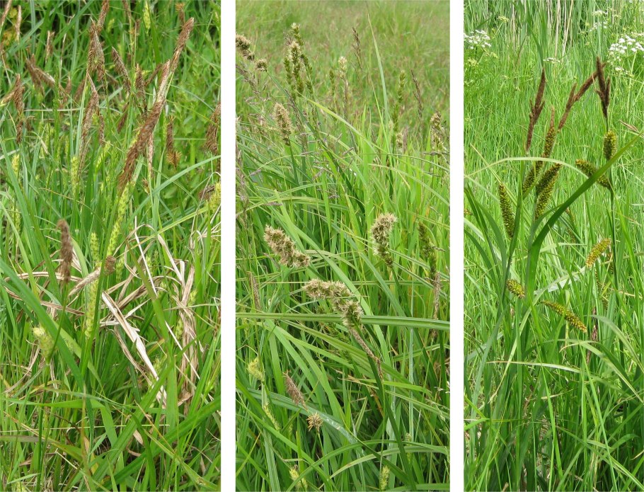 Огородный сорняк пырей