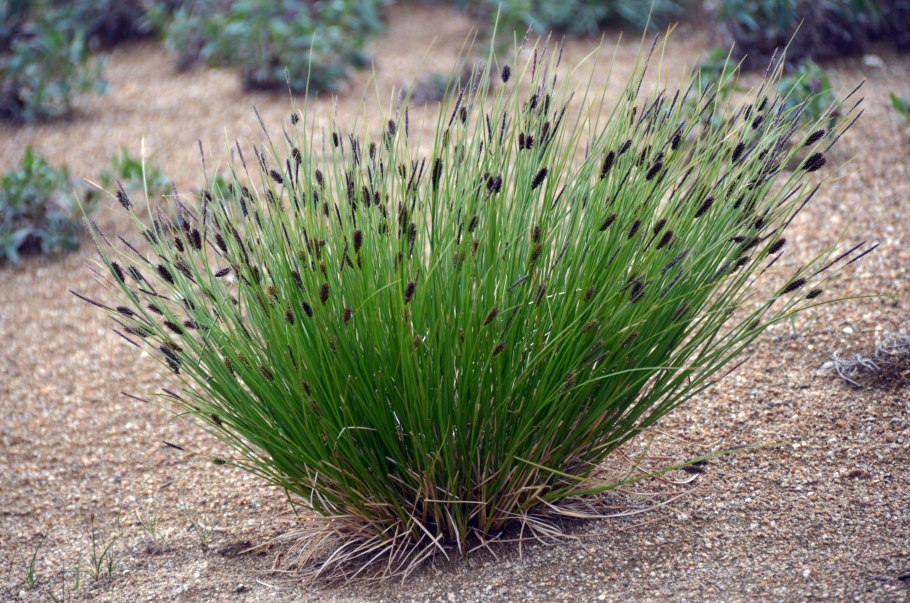 Сыть круглая Cyperus rotundus