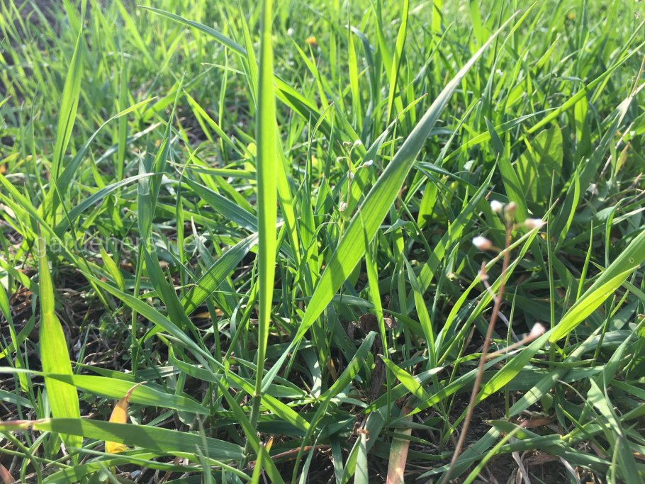 Осока пузырчатая Carex vesicaria