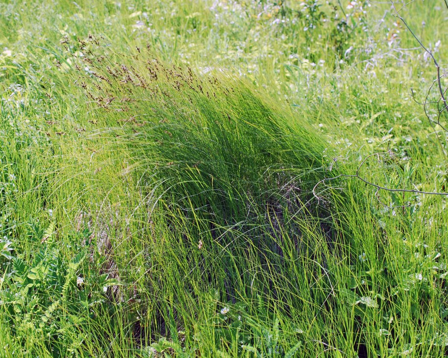 Осока сорняк