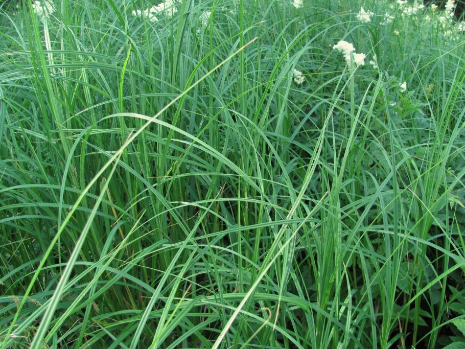 Осока Песчаная (Carex arenaria)