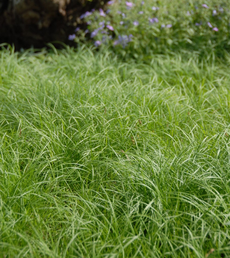 Осоковые (Cyperaceae)