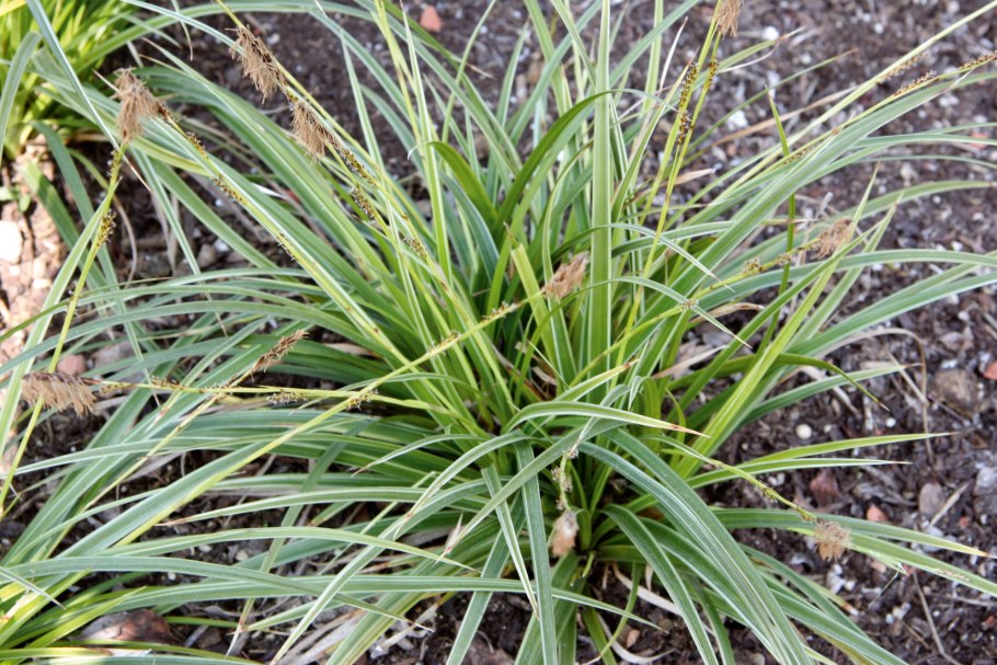 Carex panicea "Pamira"
