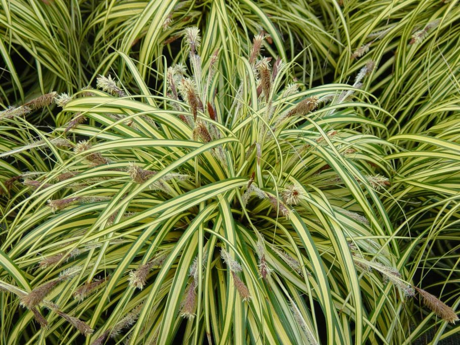Carex morrowii variegata