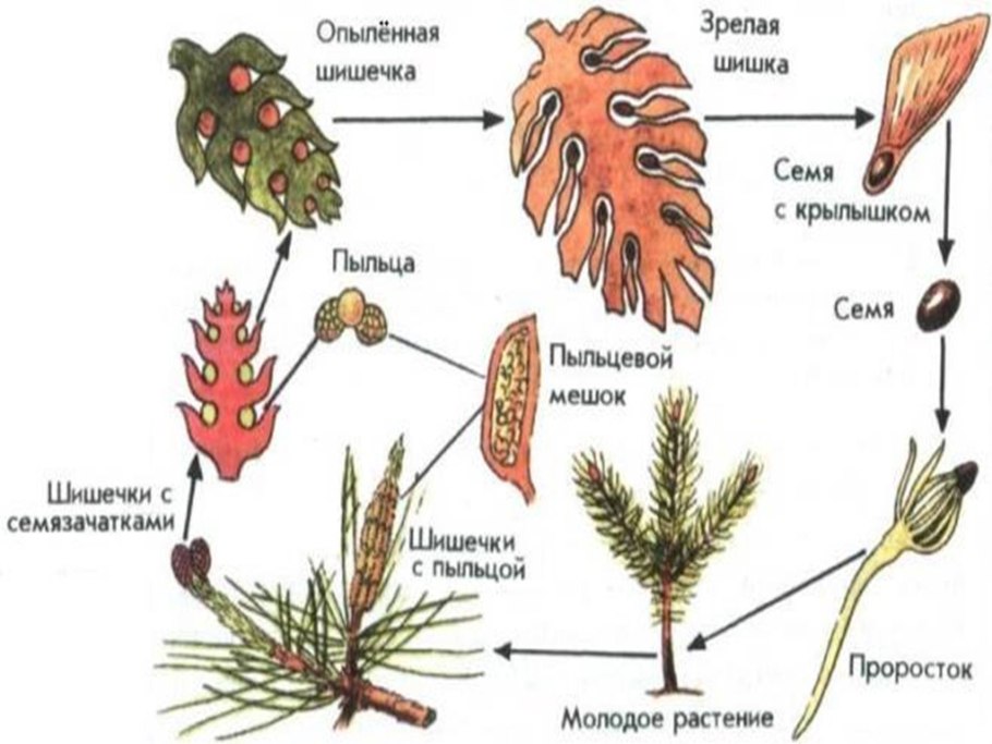 Жизненный цикл саговниковых