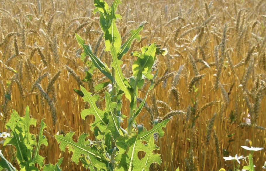Lactuca tatarica (l.) c.a. Mey. Латук татарский