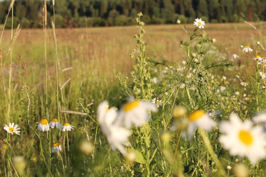 Растения сорняки на полях