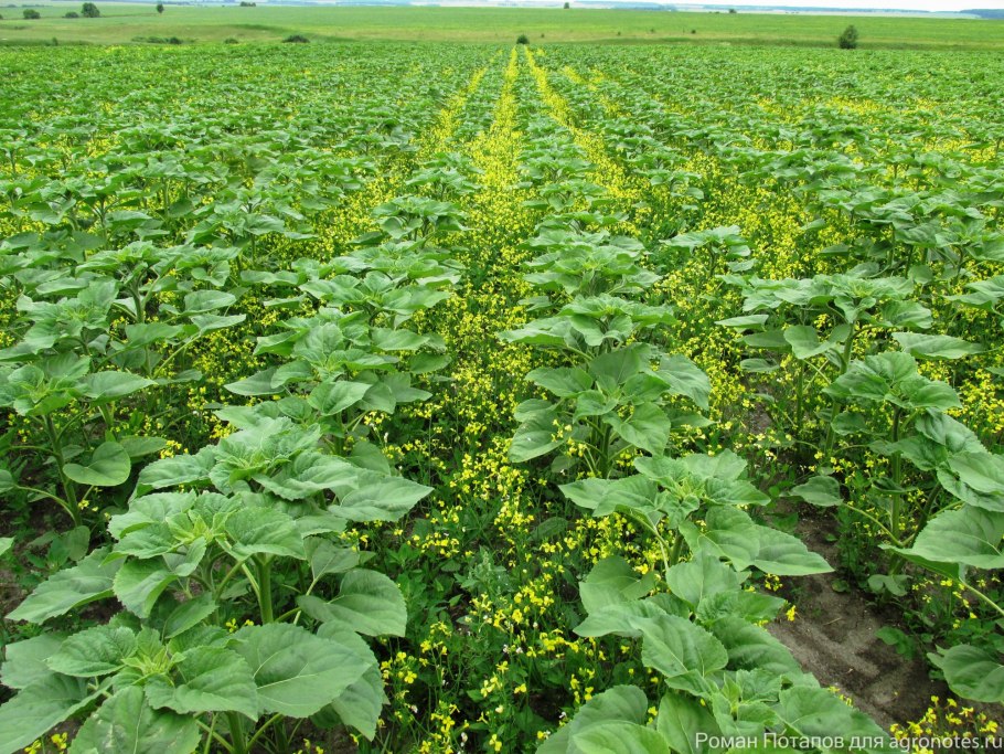 Сорняк подсолнечник реснитчатый