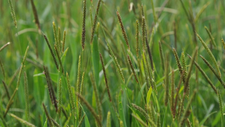 Лисохвост сорняк