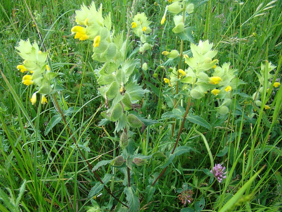 Трава Погремок