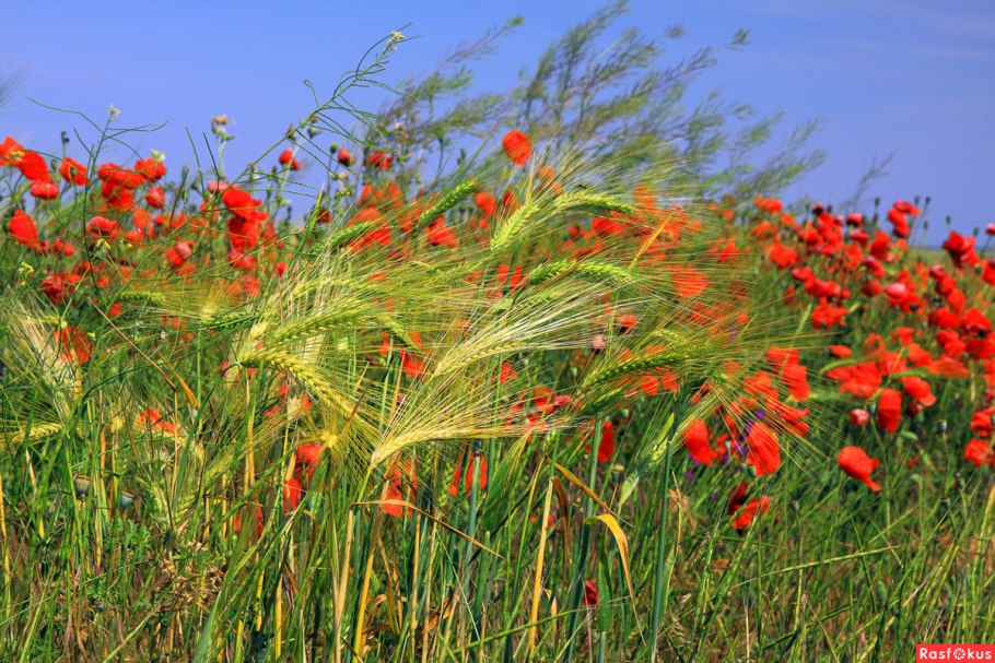 Крымская сорная трава Полевая