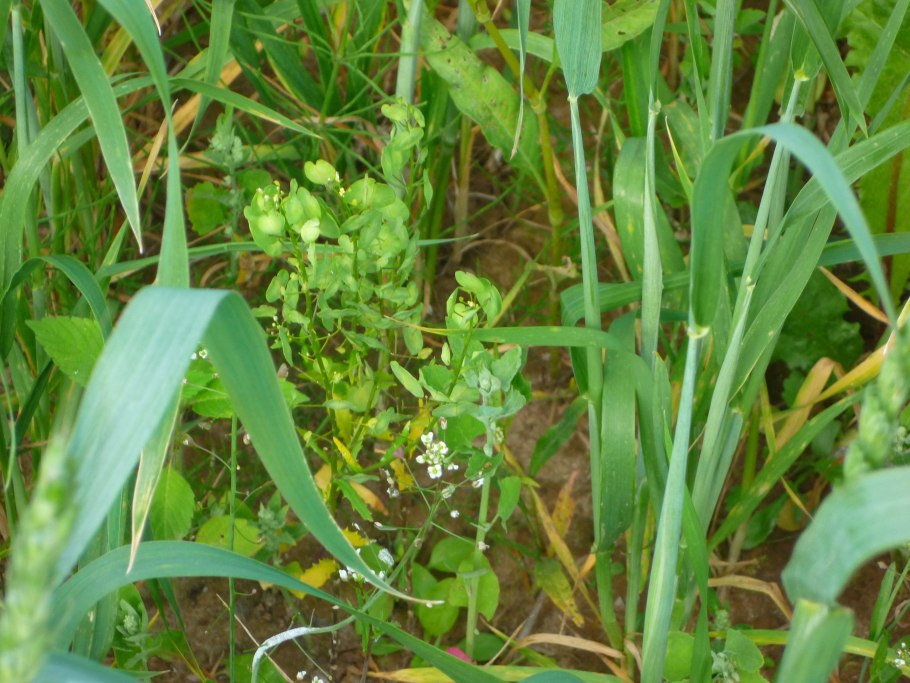 Сорняки в посевах Яровой пшеницы