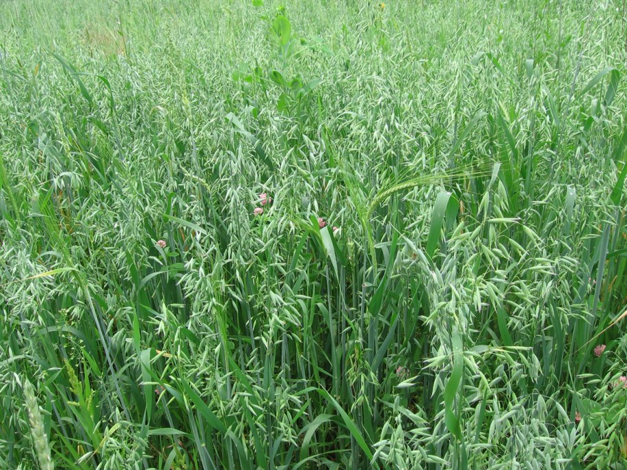 Сорняки на поле