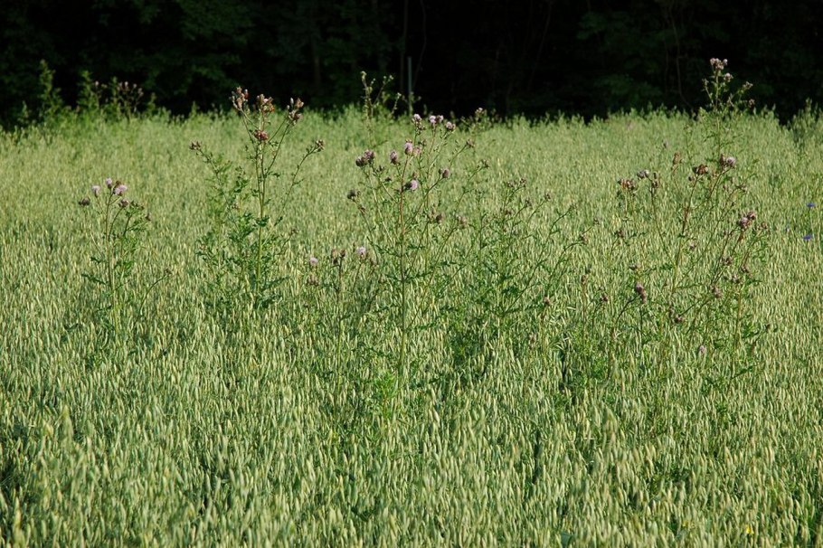 Сорная трава в Рязанской области