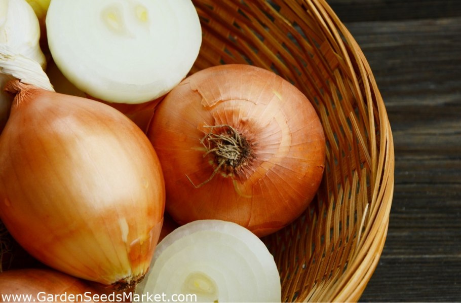 Лук репчатый Allium Cepa l.