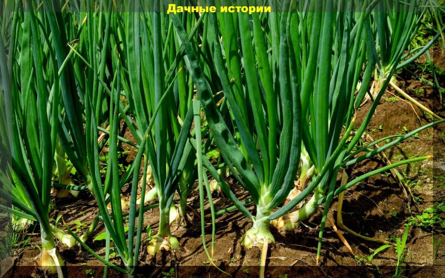 Лук батун изумрудный