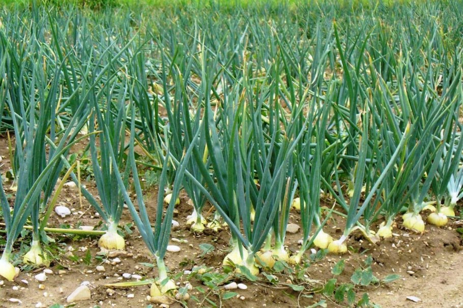 Пиёз етиштириш