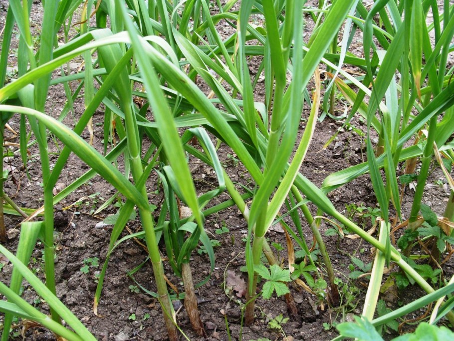 Семейство лука репчатого