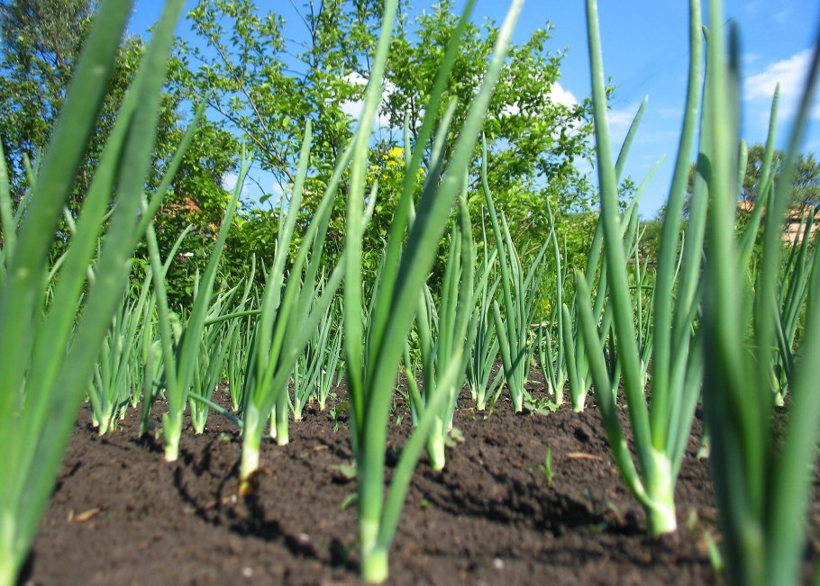 Лук порей и лук батун