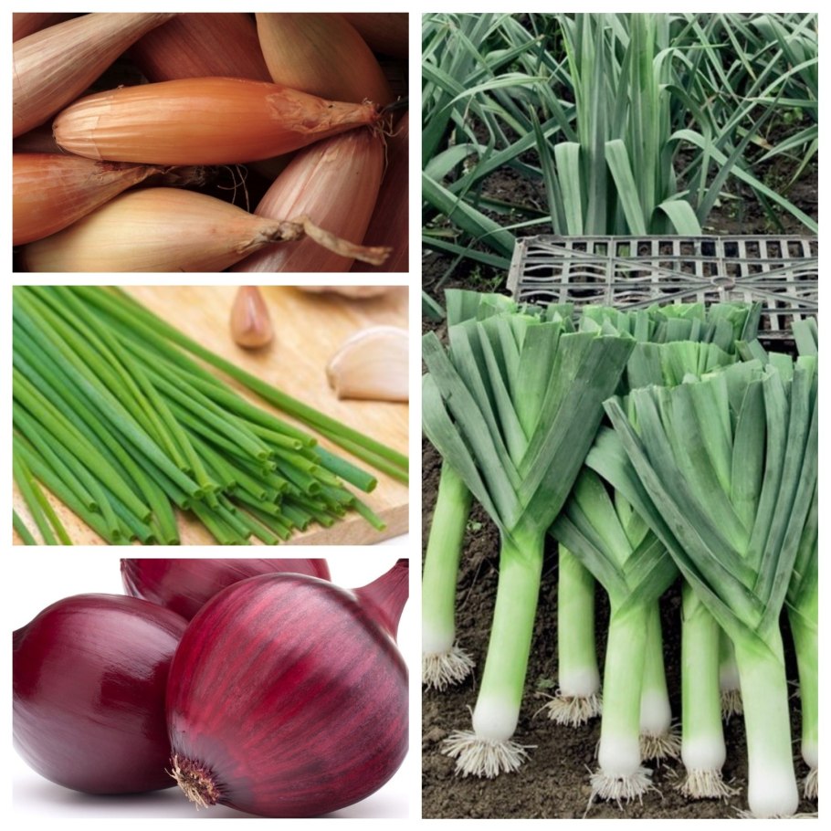 Луковичные овощи