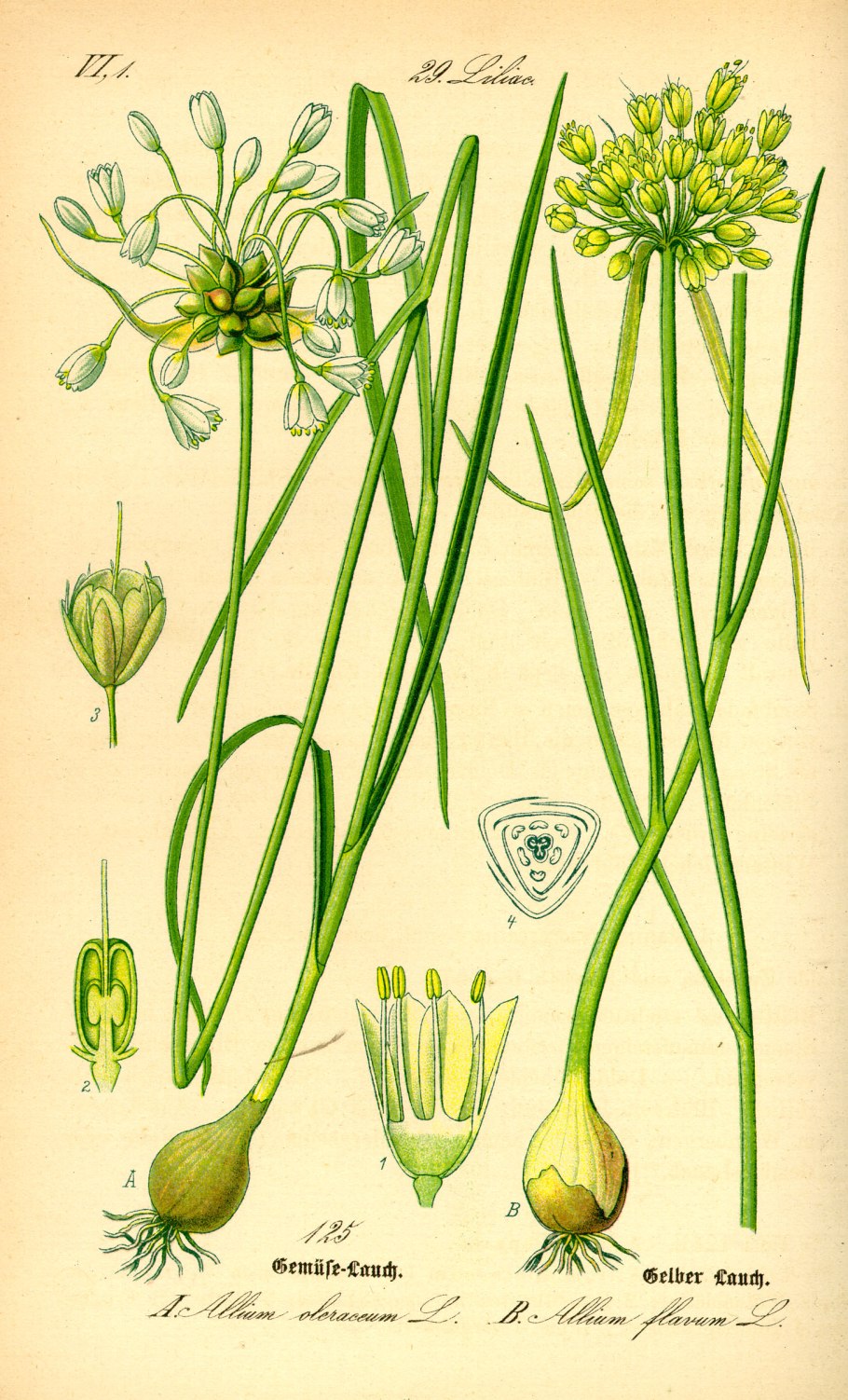 Лук огородный Allium oleraceum