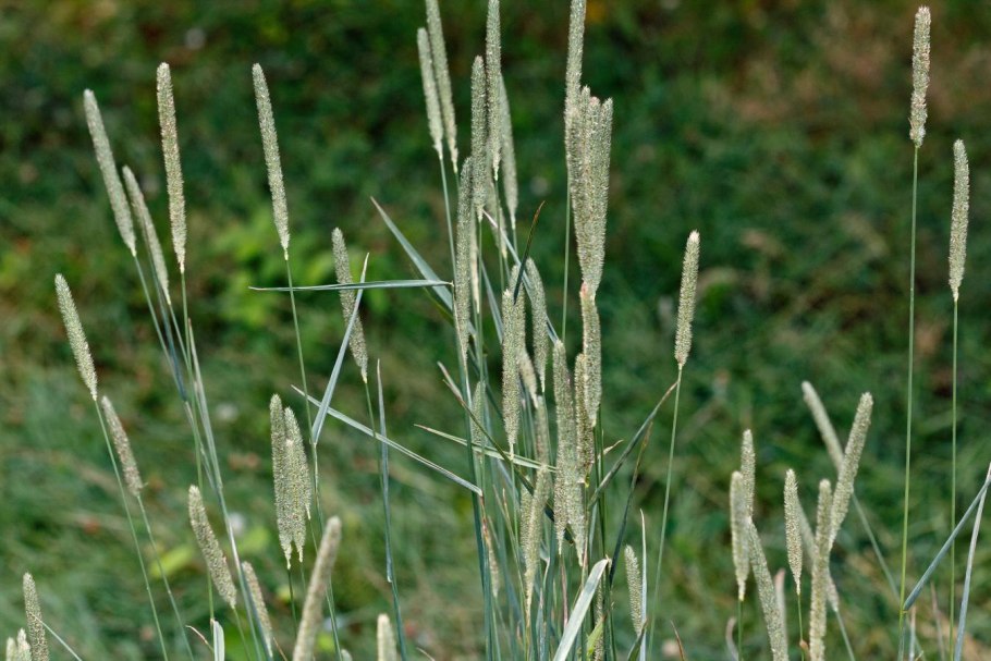 Тимофеевка Луговая Phleum pratense l.