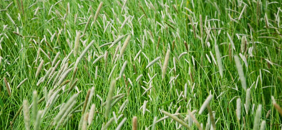 Лисохвост полевой