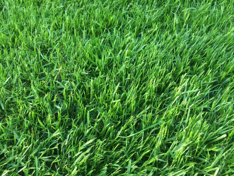 Тимофеевка Луговая