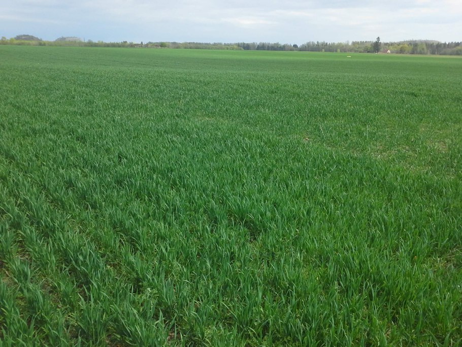 Травинка во рту боке