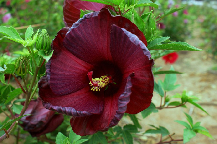 Гибискус Hibiscus Summer Spice grape Sorbet-гибискус