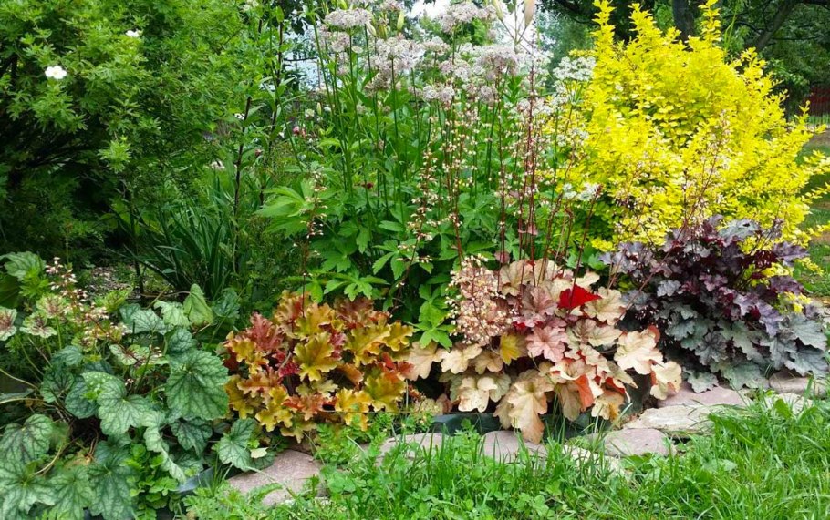 Гейхера Хоста спирея