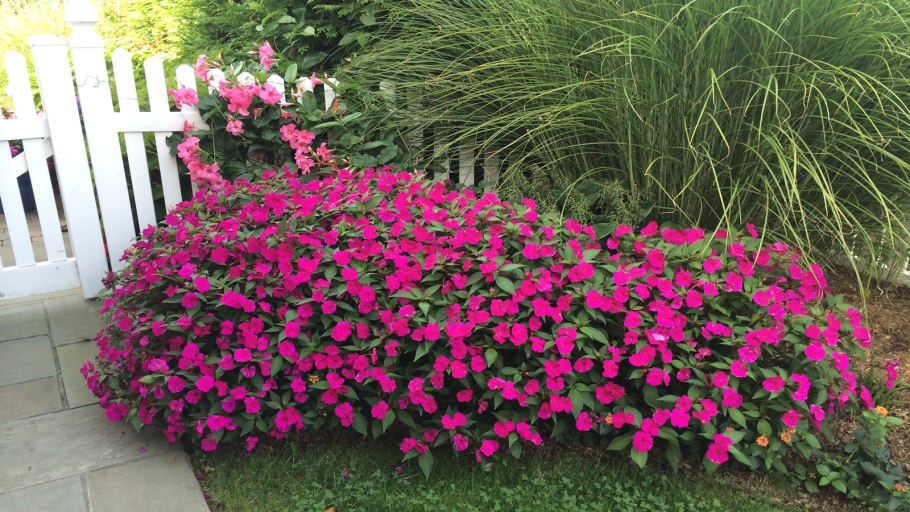 Бальзамин садовый