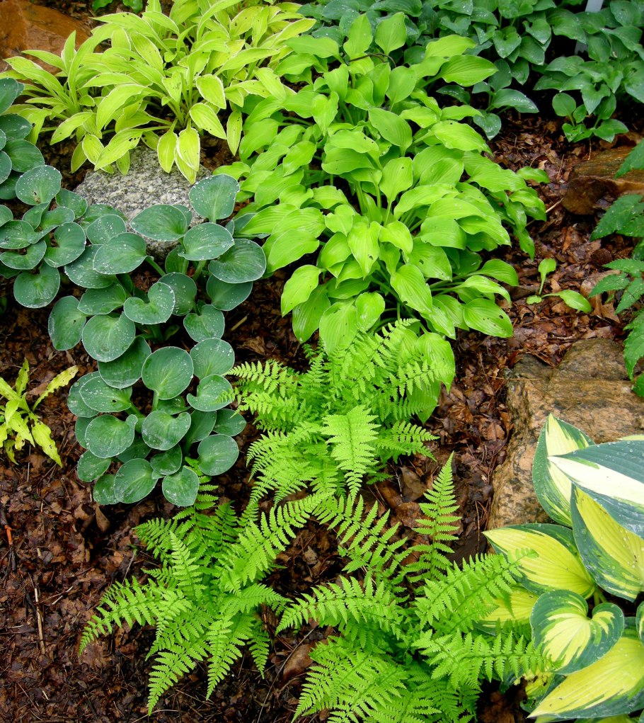 Хоста олказан миниатюрная