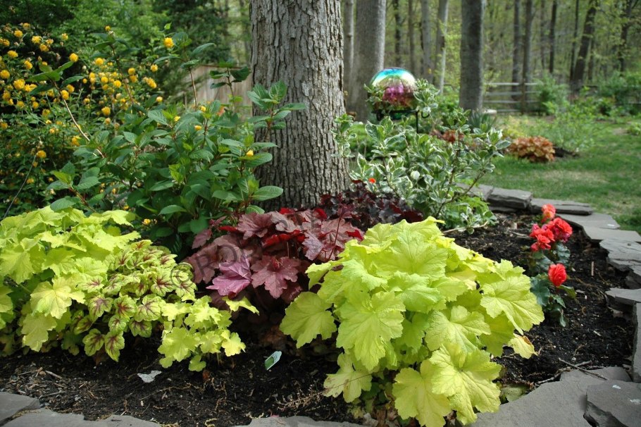 Гейхера лимон Суприм