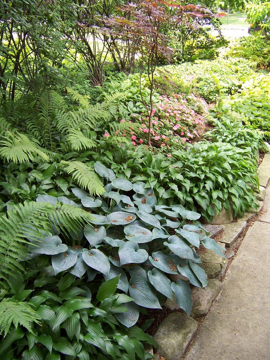 Пахизандра с хостой