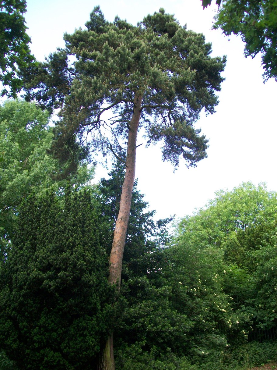 Ель SPEEDTREE