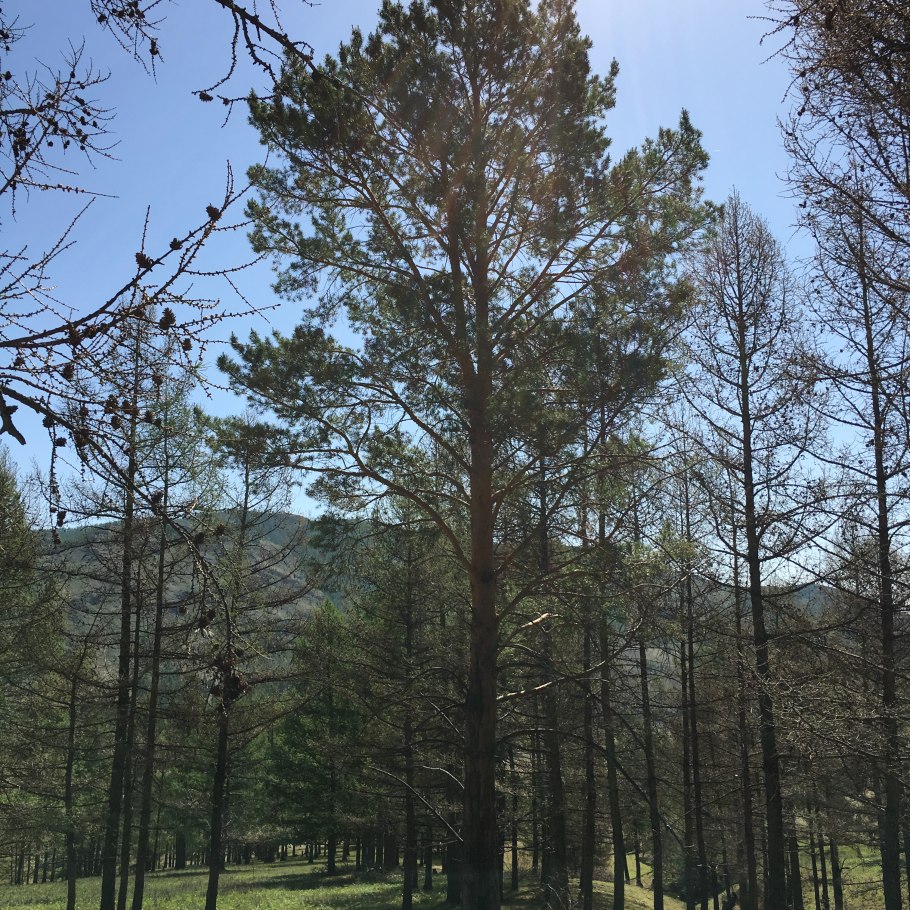 Сосна обыкновенная (Pinus Sylvestris), семейство сосновые (Pinaceae)