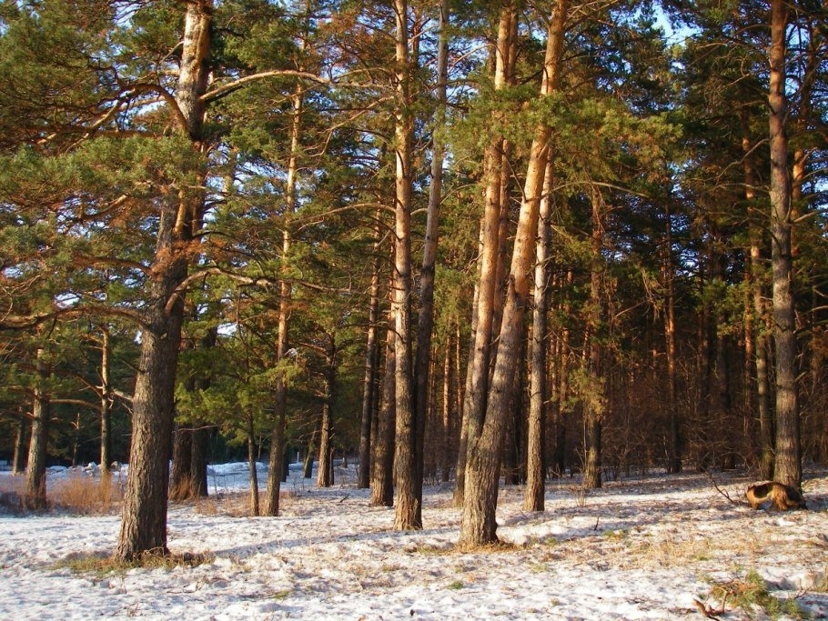 Scots Pine