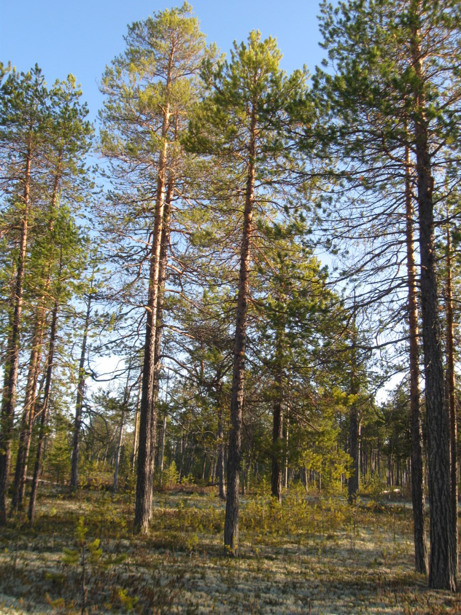 Сосна обыкновенная Pinus Sylvestris l