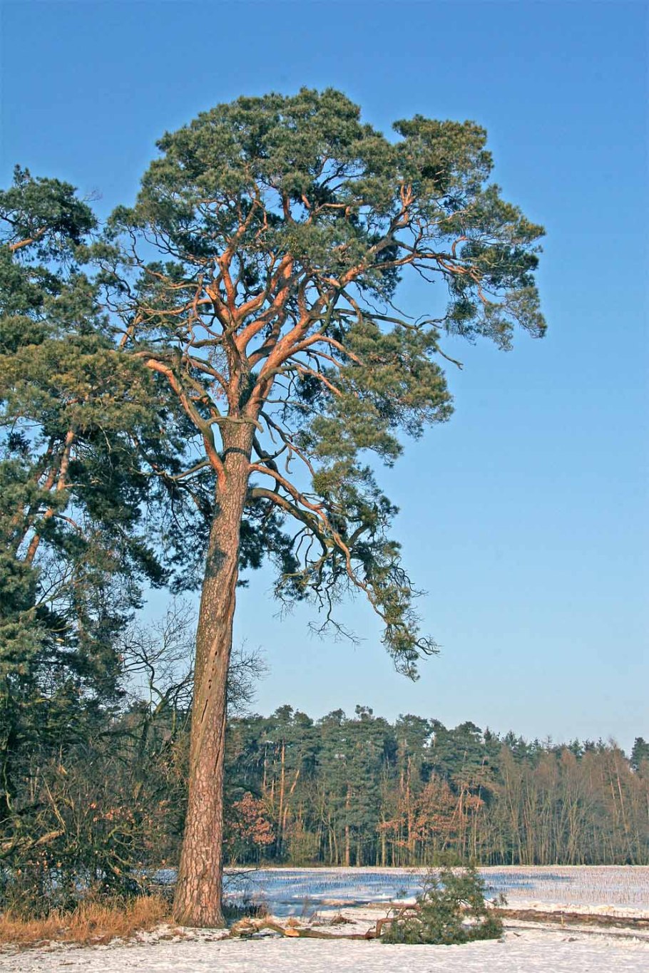 Pinus Kim