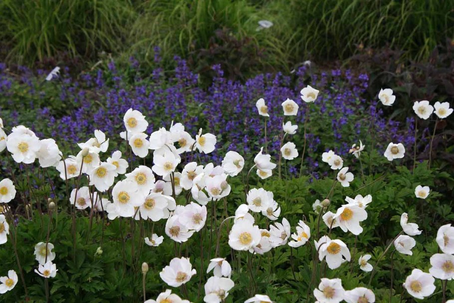 Анемона Лесная Anemone Sylvestris