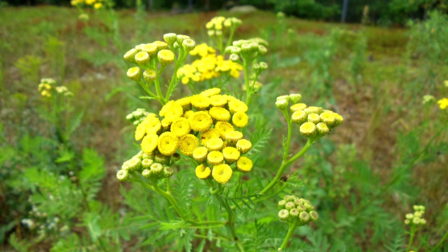 Голубая пижма