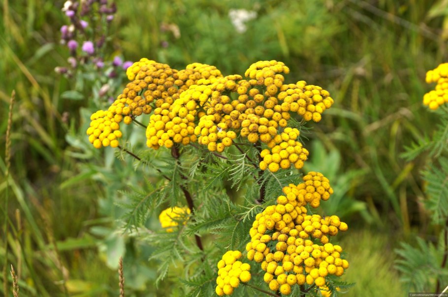Achillea millefolium ботаника