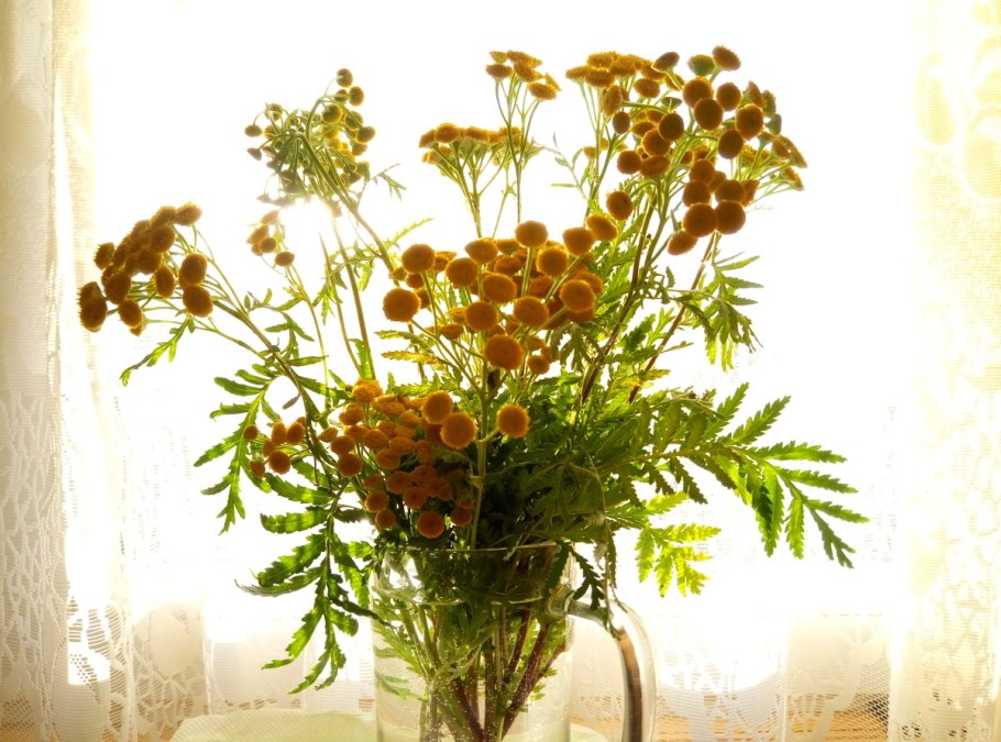 Пижма и тысячелистник