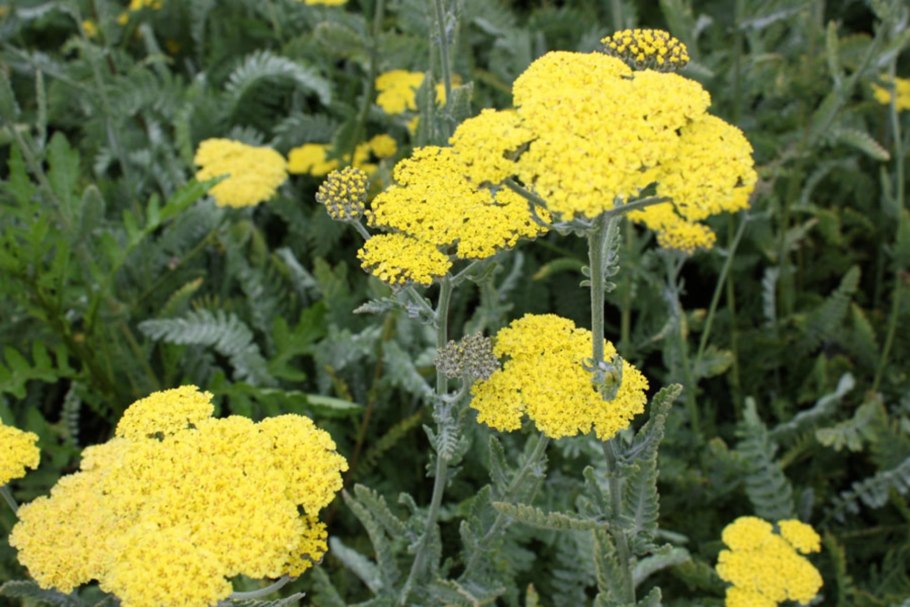 Ахиллея (тысячелистник) Йеллоу