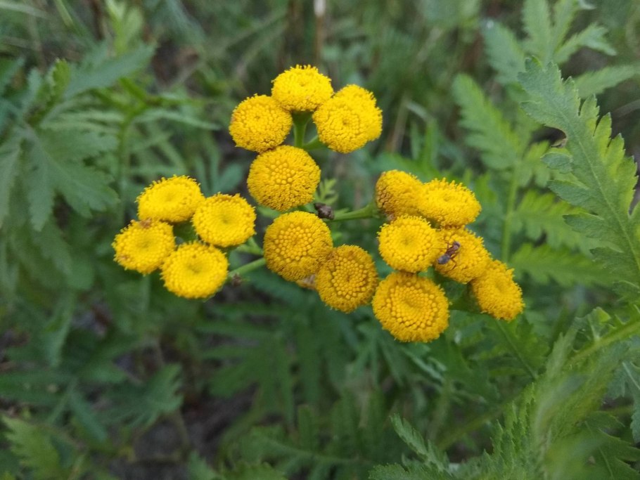 Пижма обыкновенная Ботаническая