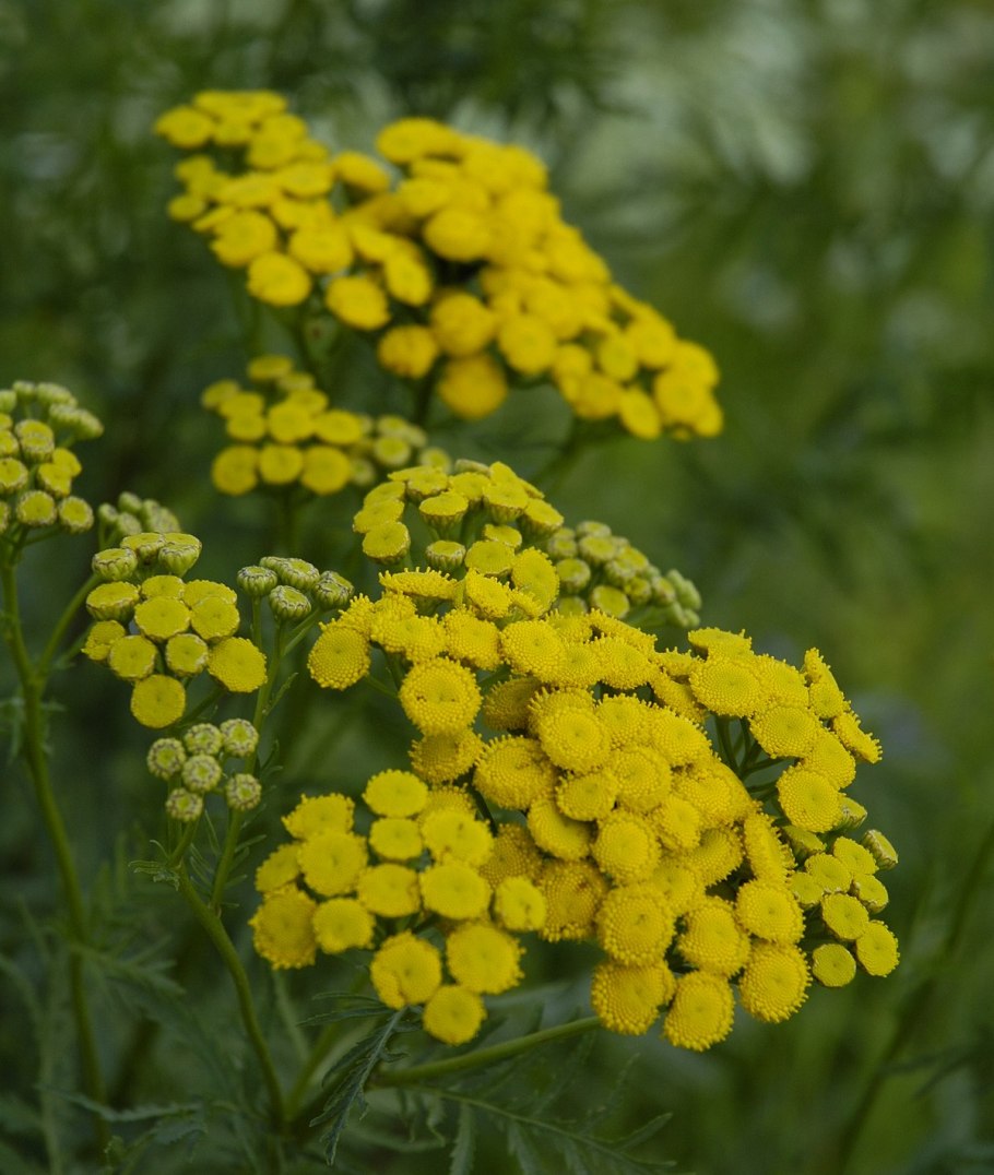 Tanacetum пижма