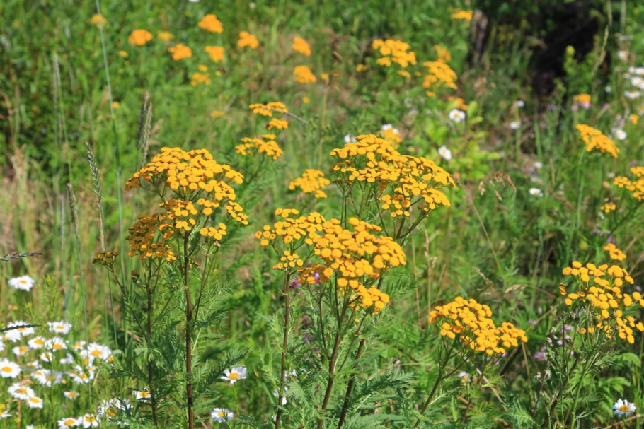 Тысячелистник пижма Полынь